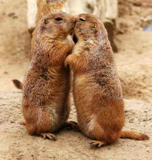 Prairie Dogs "Kissing"