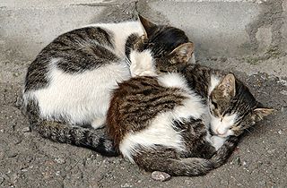 2_russian_street_cats-crop