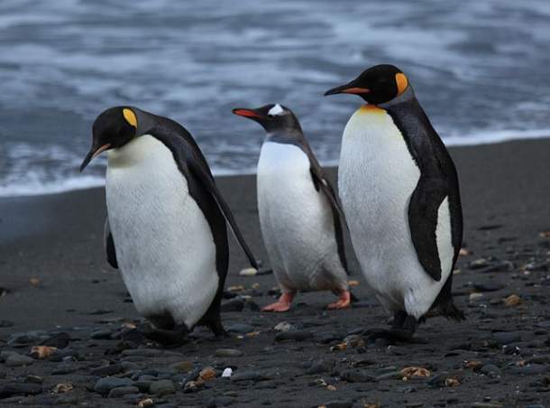 Two king penguins with a Gentoo penguin