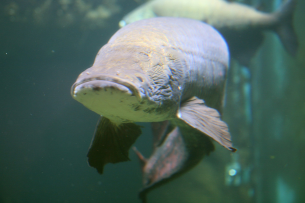 Arapaima (Wikipedia)