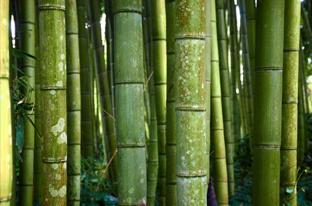 Bamboo