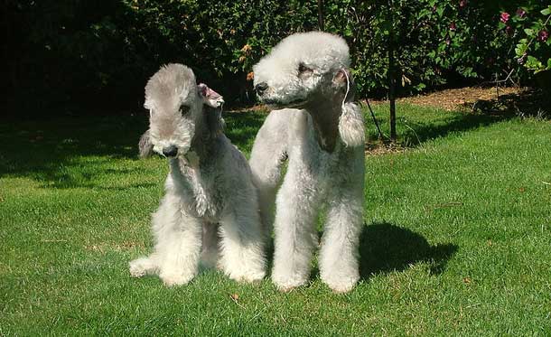 Bedlington Terrier