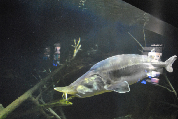 Beluga Sturgeon (www78 / Flickr)