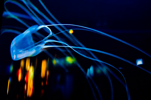 Box Jellyfish (Alexandra Roberts / Flickr)