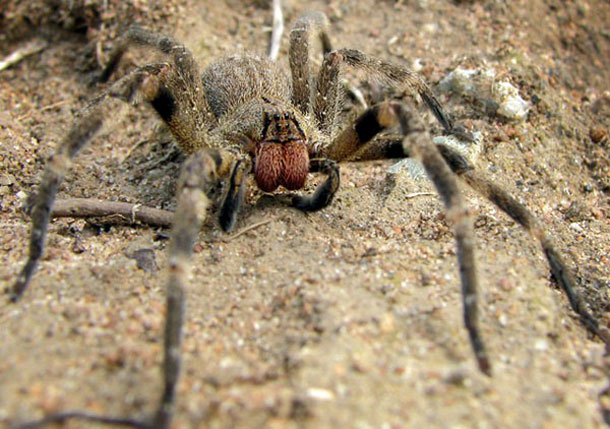 Brazilian Wandering Spider (Wikipedia)