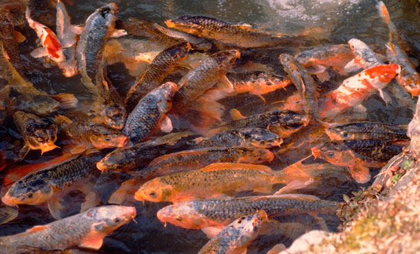 Carp (Wikipedia)