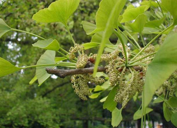 Cretaceous Gingko