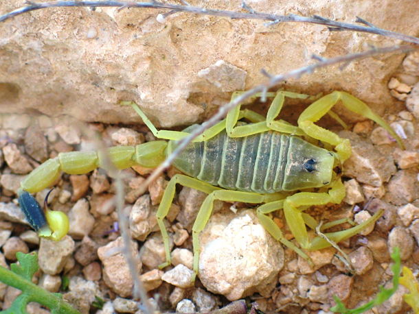 Deathstalker Scorpion (Wikimedia)