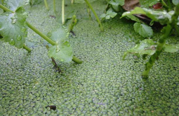 Duckweed