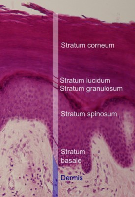 Epidermal layers