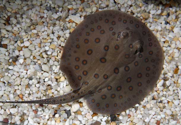 Freshwater Stingray (Smithsonian's National Zoo / Flickr)