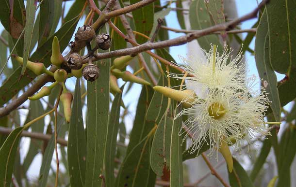 Genetically Modified Eucalyptus