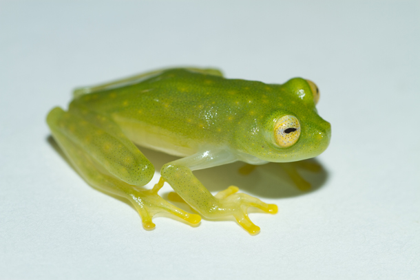 Glass Frogs (Wikepedia)