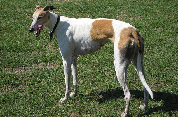 Greyhound