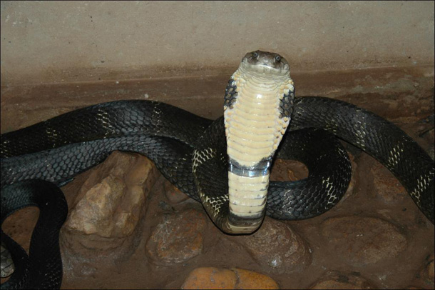 King Cobra (Wikipedia)