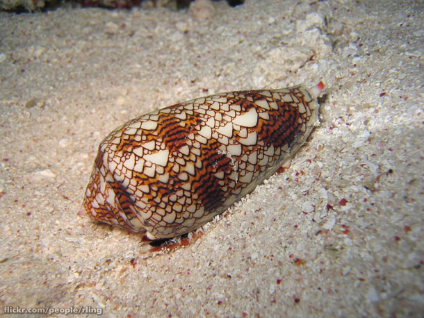 The Marbled Cone Snail (richard ling / Flickr)