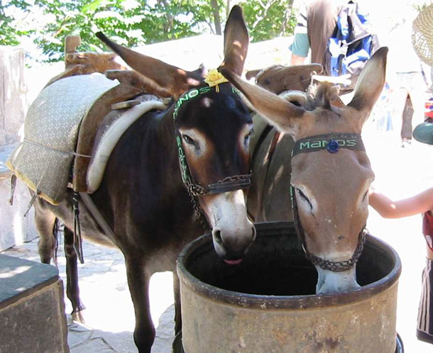 Mules (Wikipedia)