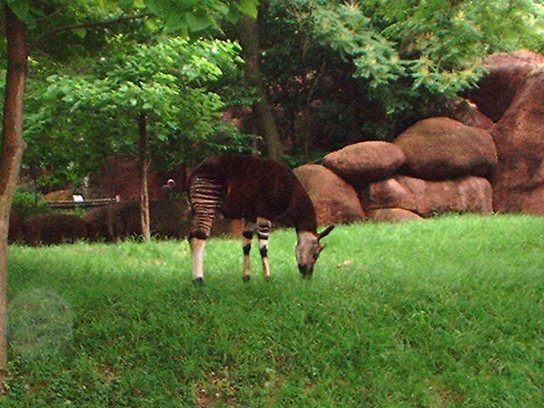 Okapi (Wikepedia)