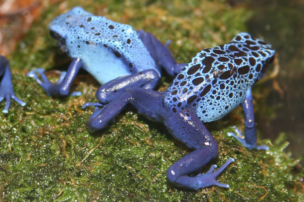 Poison Dart Frog (cliff1066(TM) / Flickr)