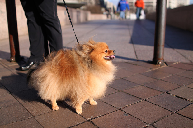 Pomeranian