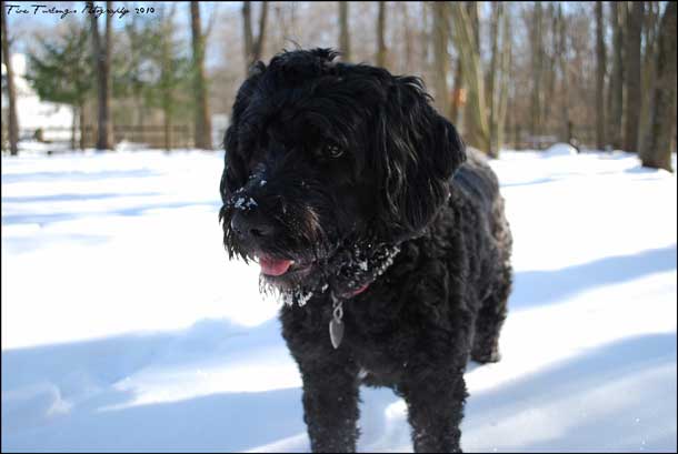 Portugese Water Dog