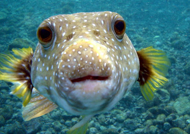 Puffer Fish (Wikipedia)