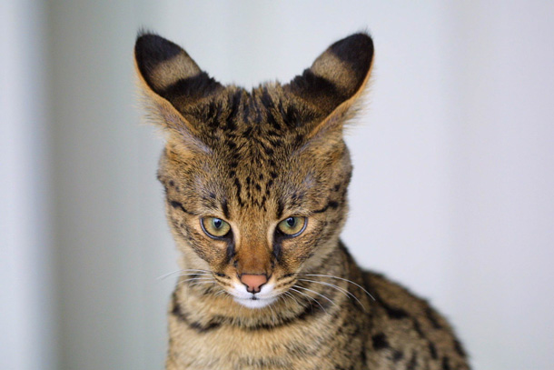 Savannah Cats (Wikipedia)