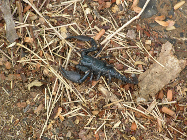 Death Stalker Scorpion (Enygmatic-Halycon / Flickr)