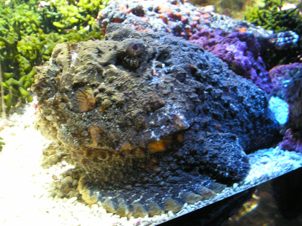 The Stonefish (Wikipedia)