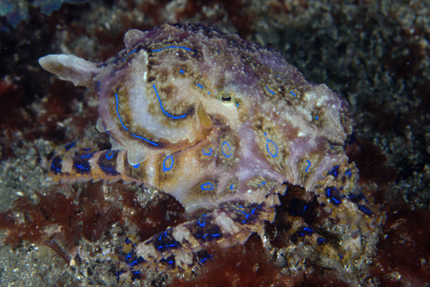 The Blue-Ringed Octopus (PacificKlaus / Flickr)