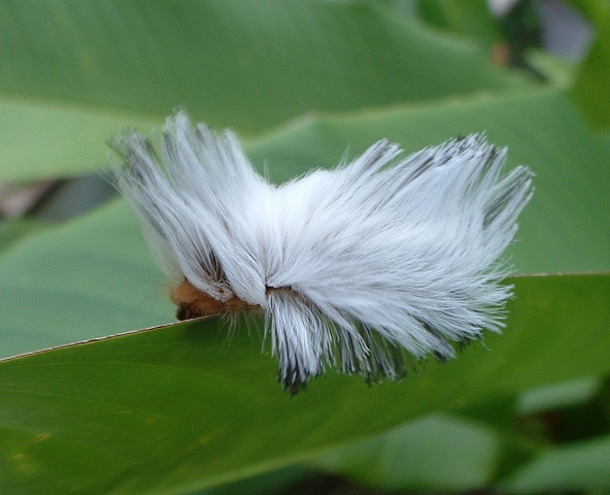 The Puss Caterpillar (Hickatee / Flickr)