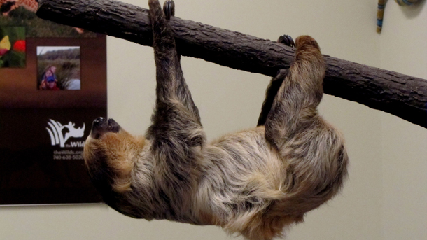 The Sloth (j33pman / Flickr)