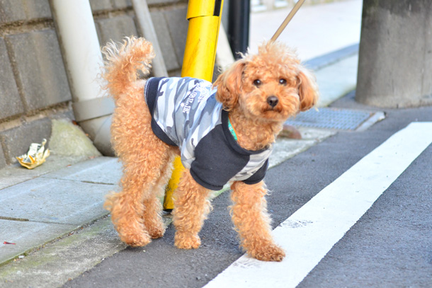 Toy Poodle