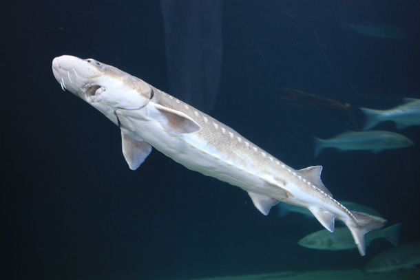 White Sturgeon (wikipedia)