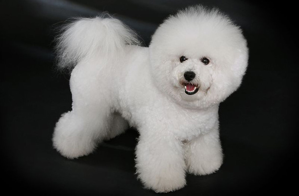 Bichon Frise