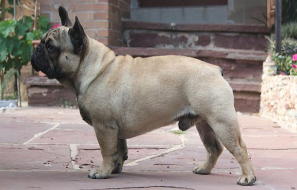 French Bulldog