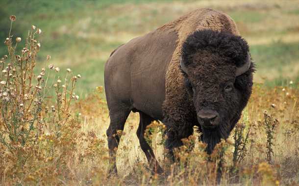 american bison