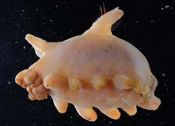 Antarctic Sea Pig