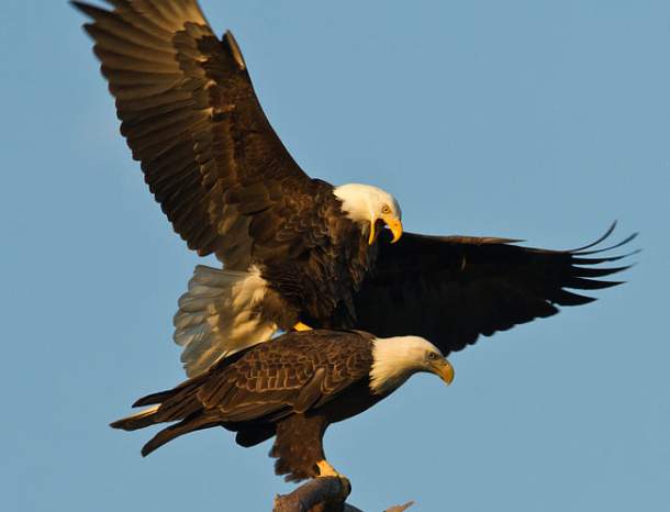 Bald eagles mating