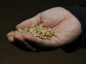 barley malt