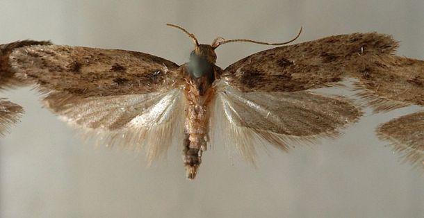 brown dotted clothes moth