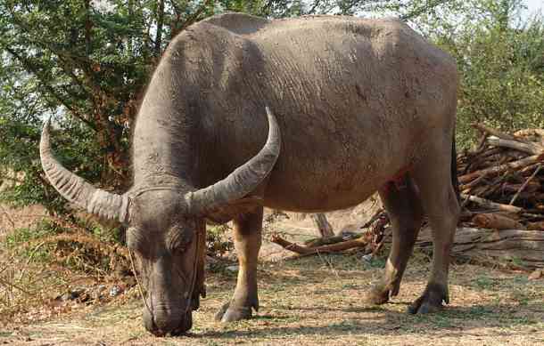 Water Buffalo Characteristics