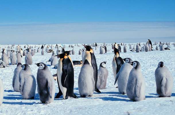 emperor penguins with chicks