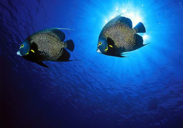 French Angelfish