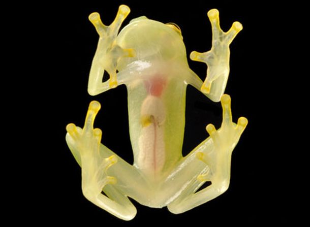 Glass Frog (Photo credit: Luis Coloma / Conservation International)