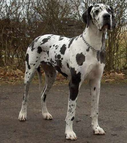 Caucasian shepherd deals great dane mix