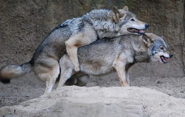 Korean wolves mating at the Tama zoo (Photo credit: Wikipedia)