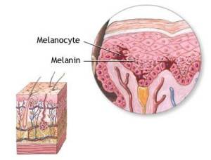 melanocyte and melanin