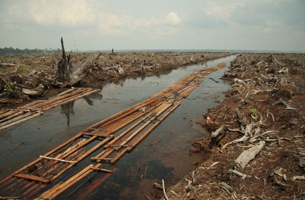 riiau deforestation 2006