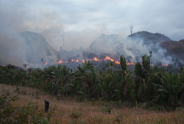 Slash and burn agriculture (Photo credit: Wikipedia)